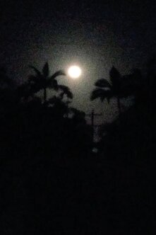 Moonrise_Palm_ Trees
